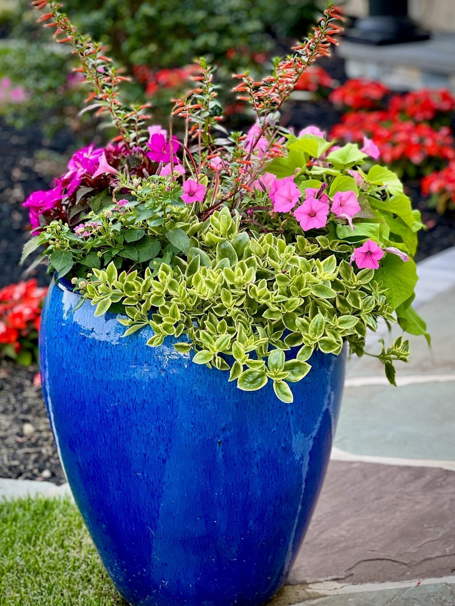 Tall cobalt-blue glazed urn planted with petunias and trailing greenery beside a stone patio