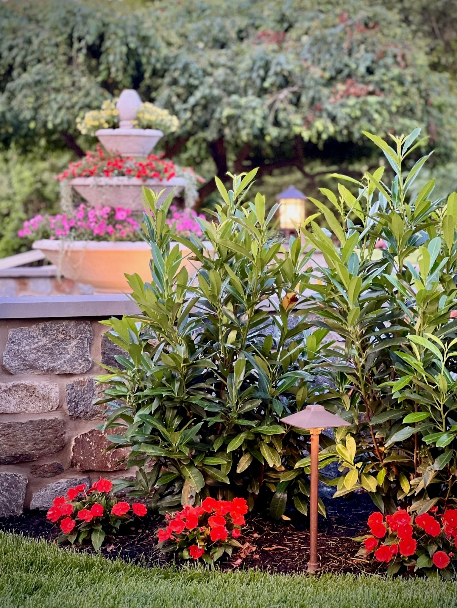 Bronze path lights illuminating a bed of cherry laurel and red flowers at dusk