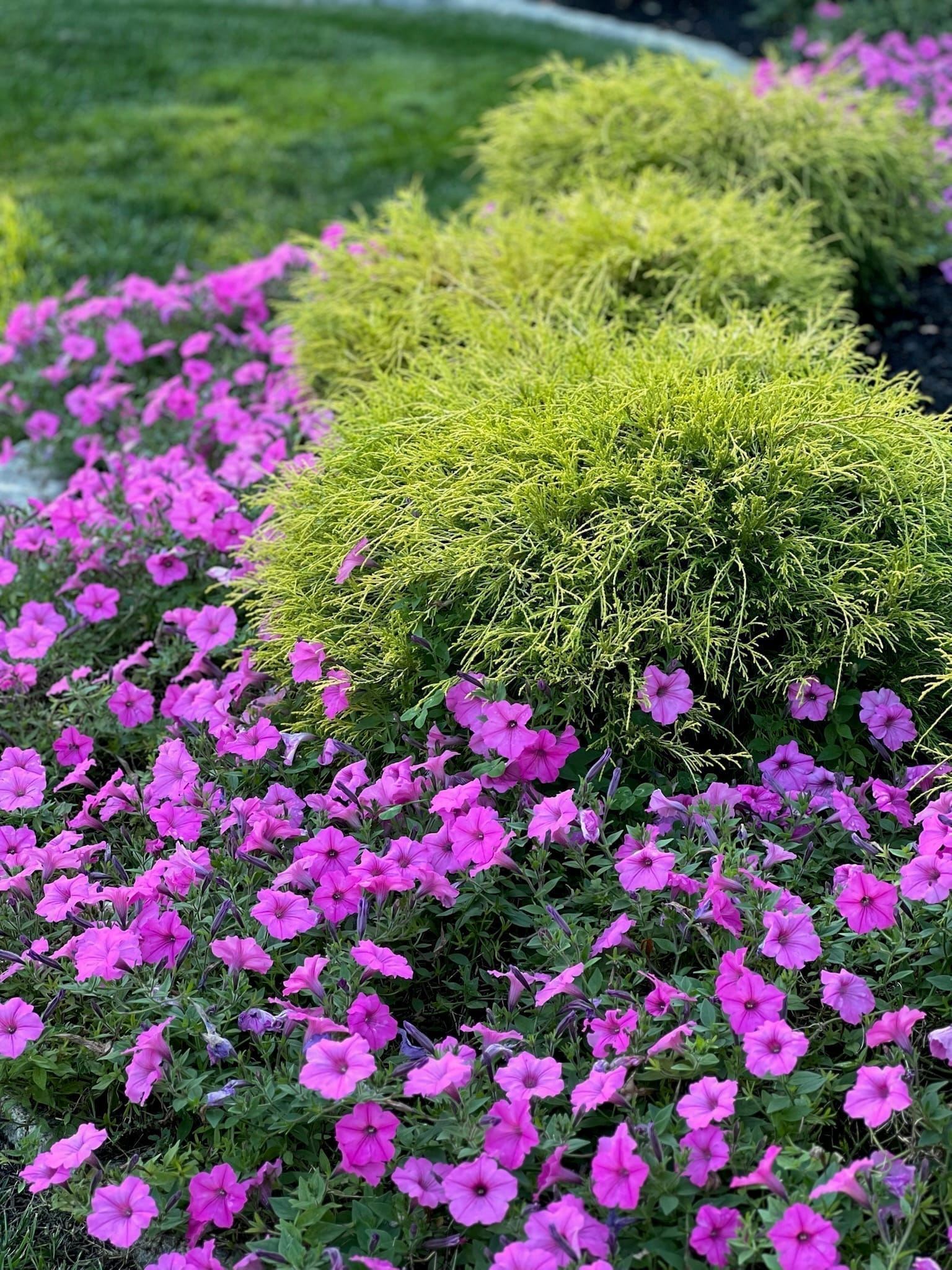 Mass-planted pink petunias around a lime-green dwarf hinoki cypress with mulched bed and lawn border