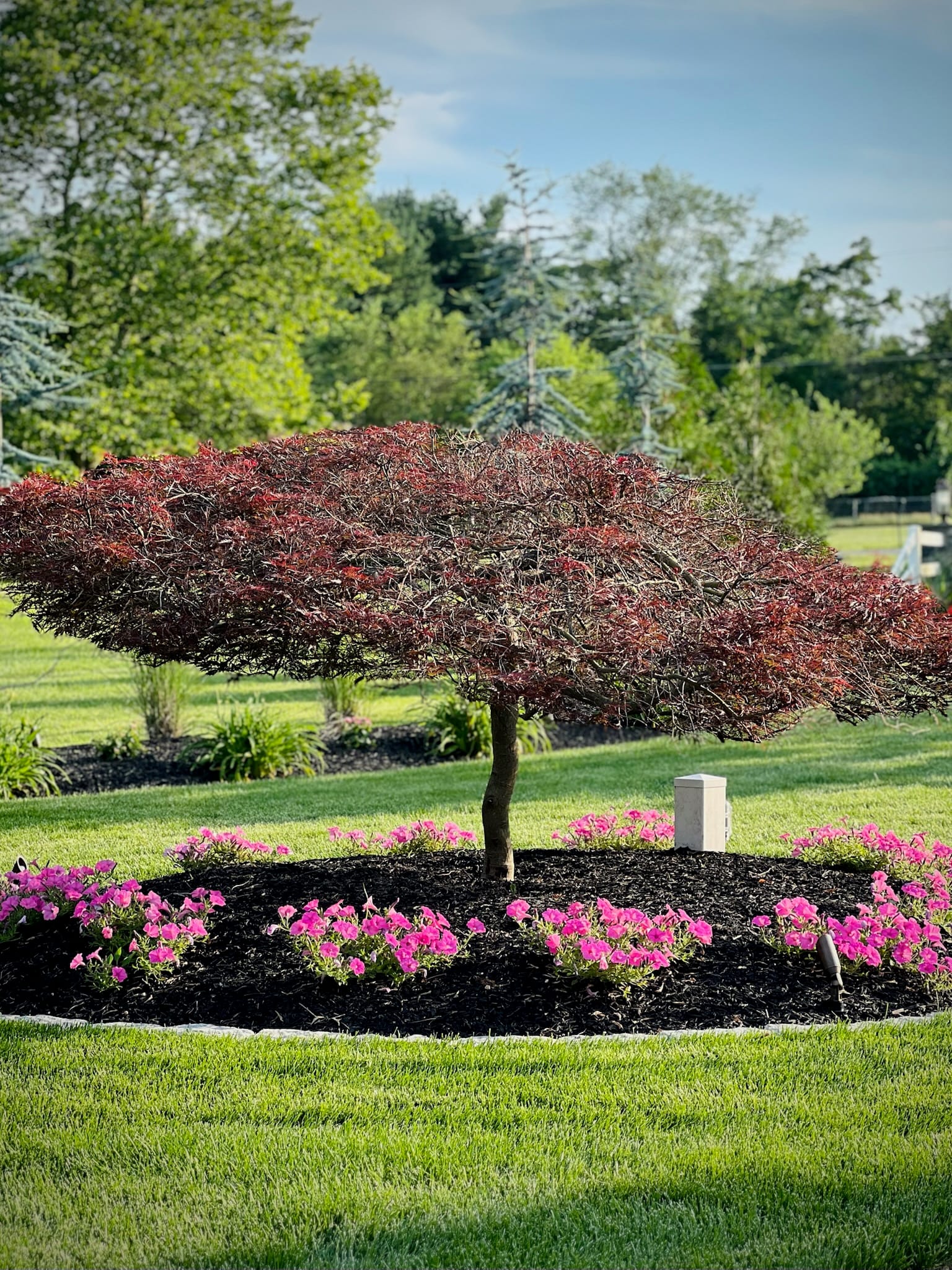 Red lace maple specimen tree ringed with pink petunias in a manicured lawn