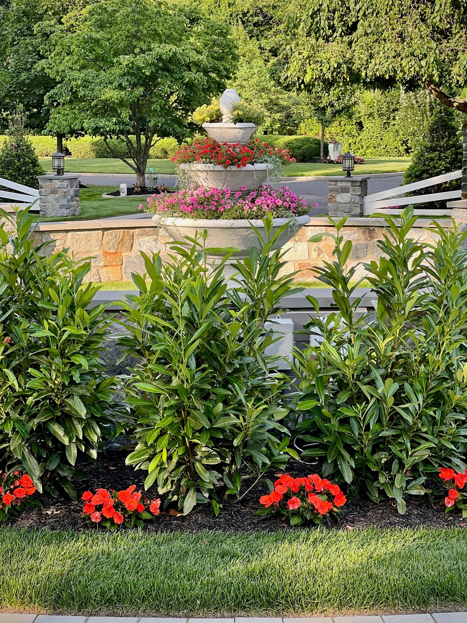 Cherry laurel privacy hedge in front of a stone wall with a tiered urn fountain